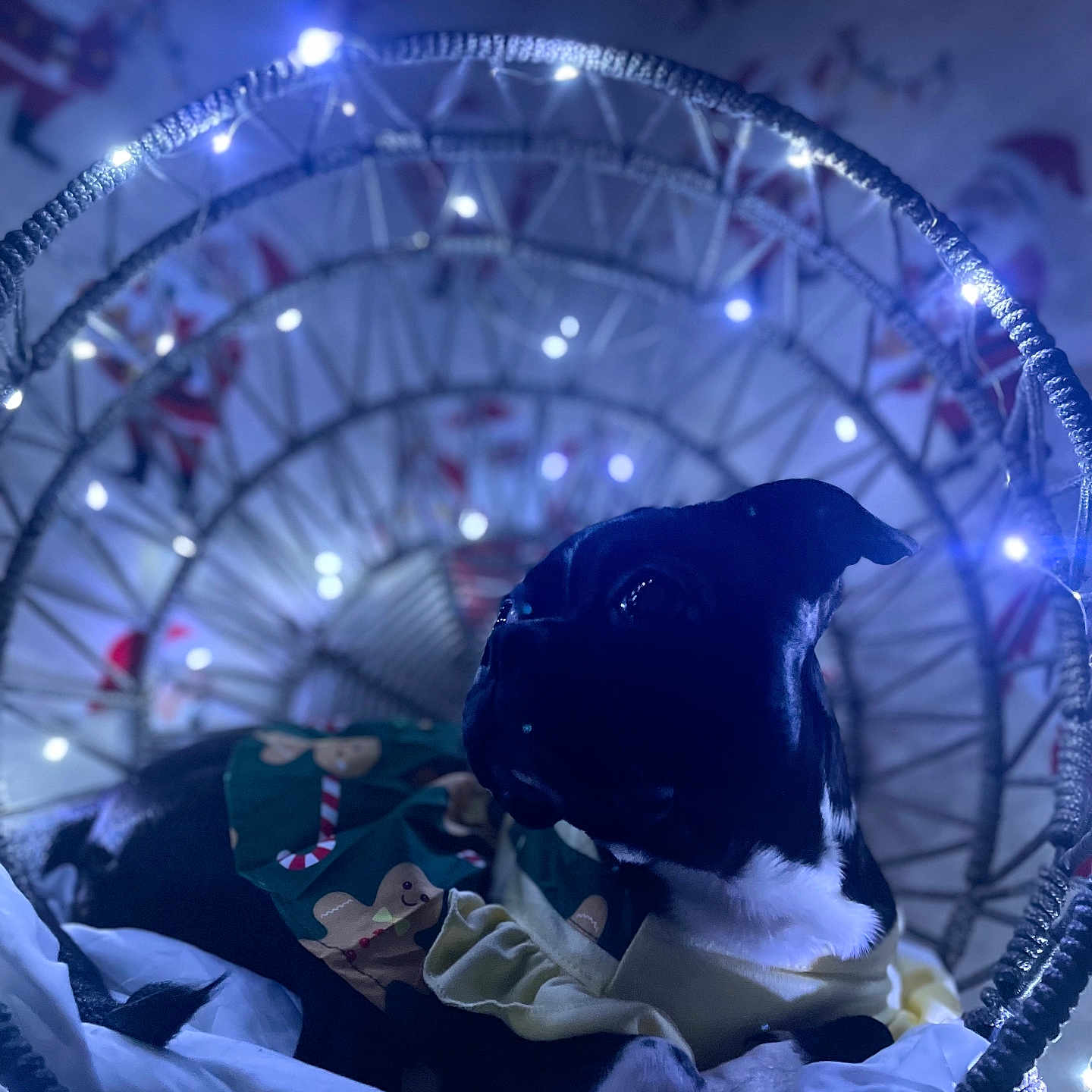 Zelena is registered to the contest to win money with this photo: animal, basket, black_and_white, celebration, christmas, clothing, cozy, cute, decorations, dog, fairy_lights, festive, gingerbread_pattern, holiday, indoor, pet, portrait, relaxing, soft_lighting, winter