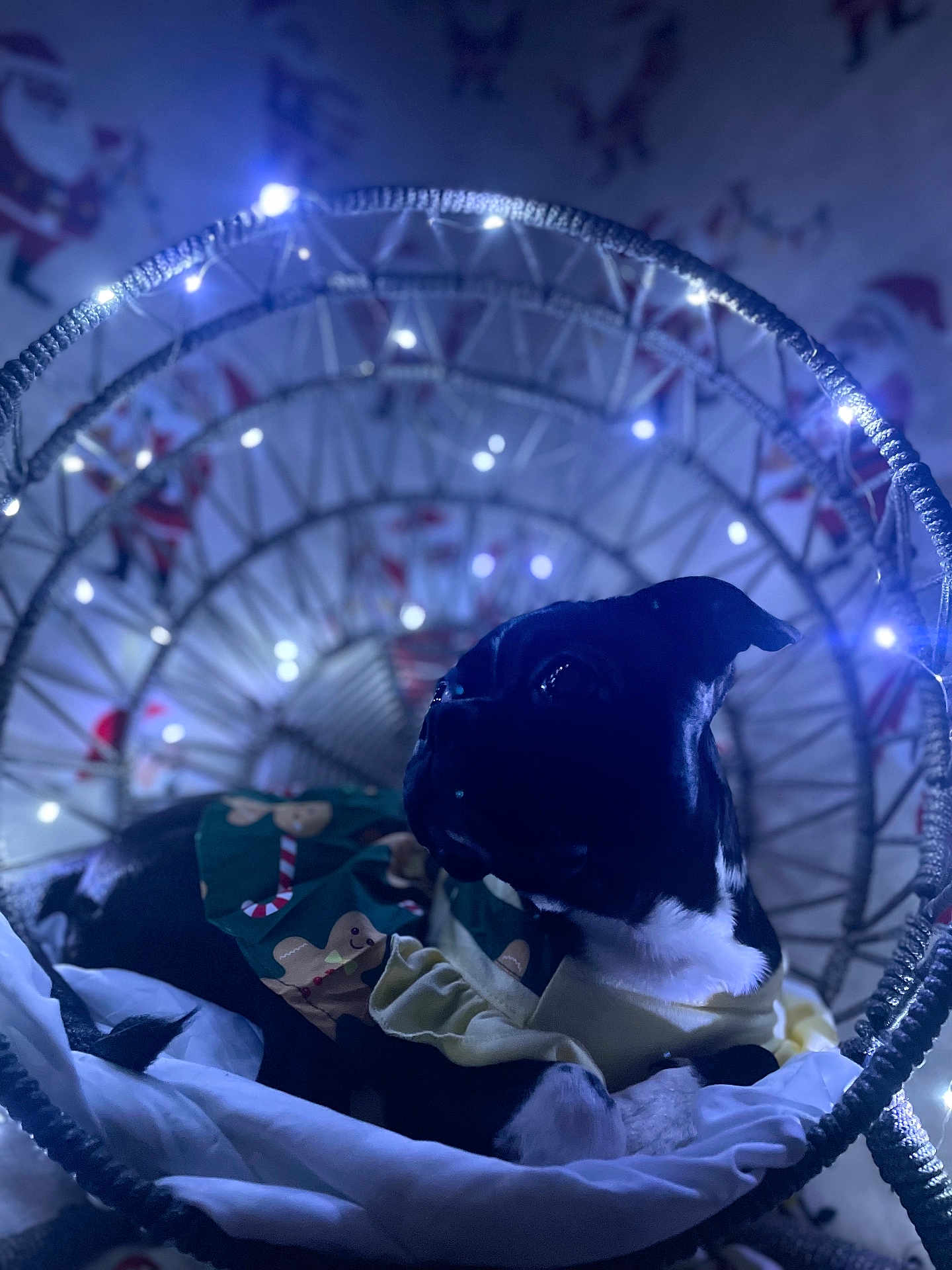 Zelena is registered to the contest to win money with this photo: animal, basket, black_and_white, celebration, christmas, clothing, cozy, cute, decorations, dog, fairy_lights, festive, gingerbread_pattern, holiday, indoor, pet, portrait, relaxing, soft_lighting, winter