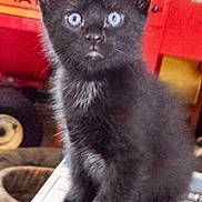 Teddy Bear is registered to the contest to win money with this photo: black_kitten, cat, blue_eyes, pet, feline, indoor, toy_vehicle, red, curious, small, fur, whiskers, ears, animal, domestic, cute, young, sitting, closeup, portrait