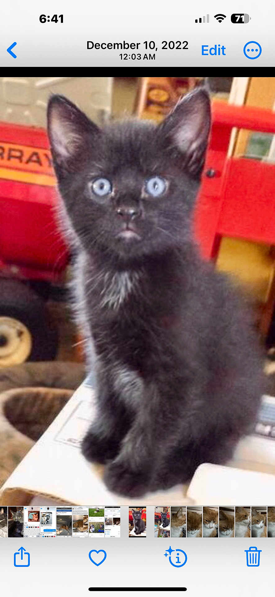 Teddy Bear is registered to the contest to win money with this photo: black_kitten, cat, blue_eyes, pet, feline, indoor, toy_vehicle, red, curious, small, fur, whiskers, ears, animal, domestic, cute, young, sitting, closeup, portrait