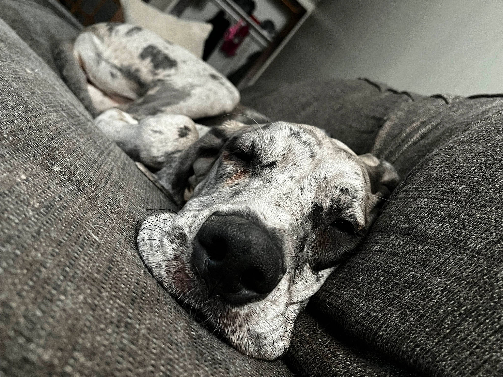 Lilith is registered to the contest to win money with this photo: black_and_white, carnivore, comfort, companion_dog, dog, dog_breed, fur, grey, monochrome, monochrome_photography, rock, snout, sporting_group, still_life_photography, stock_photography, style, terrestrial_animal, whiskers, wood, working_animal