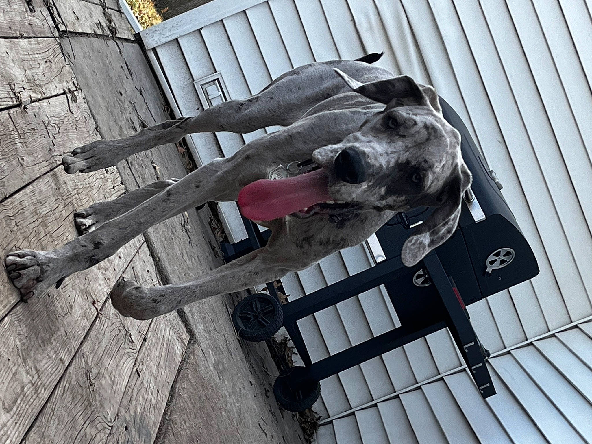 Lilith joined the competition — help win amazing prizes! art, auto_part, automotive_exterior, bicycle_handlebar, bumper, dog, dog_breed, great_dane, metal, sculpture, shadow, sporting_group, statue, vehicle_door, wood, working_animal