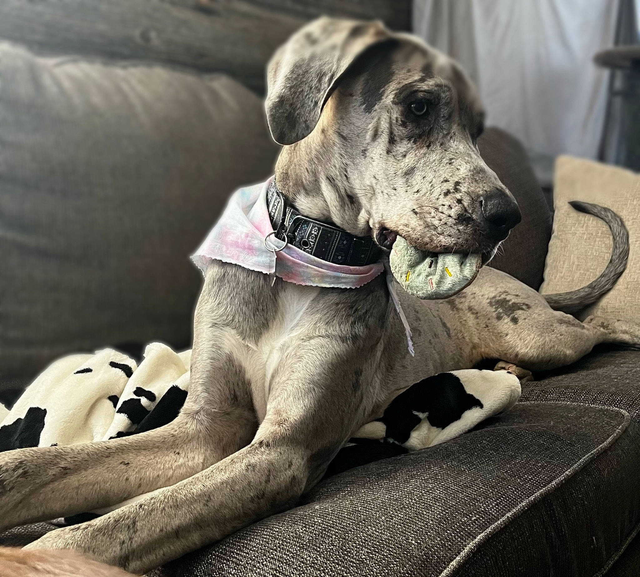 Lilith joined the competition — help win amazing prizes! canidae, carnivore, chair, collar, comfort, companion_dog, dog, dog_breed, dog_collar, dog_supply, fawn, grey, non_sporting_group, paw, pet_supply, snout, sporting_group, terrestrial_animal, whiskers, working_animal