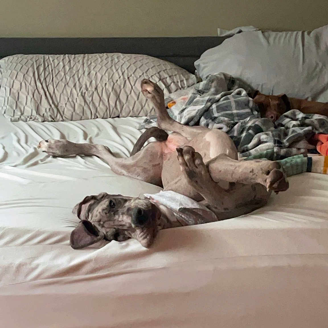 Lilith is registered to the contest to win money with this photo: bed, bed_sheet, bedding, bedroom, carnivore, comfort, companion_dog, dog, duvet, felidae, floor, flooring, grey, hardwood, linens, mattress, nap, room, textile, wood