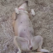 Sassy Pants joined the competition — help win amazing prizes! animal, beagle, bear, blanket, canine, chihuahua, cockerspaniel, couch, dog, eskimodog, furniture, homedecor, hound, husky, papillon, person, pet, puppy, sleeping, whitedog