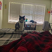 Dice joined the competition — help win amazing prizes! cat, bed, blanket, plaid, window, blinds, indoor, furniture, clothing, sitting, pet, collar, black_and_white, cozy, soft_light, room, shelf, decor, curtains, relaxed