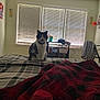 cat, bed, blanket, plaid, window, blinds, indoor, furniture, clothing, sitting, pet, collar, black_and_white, cozy, soft_light, room, shelf, decor, curtains, relaxed