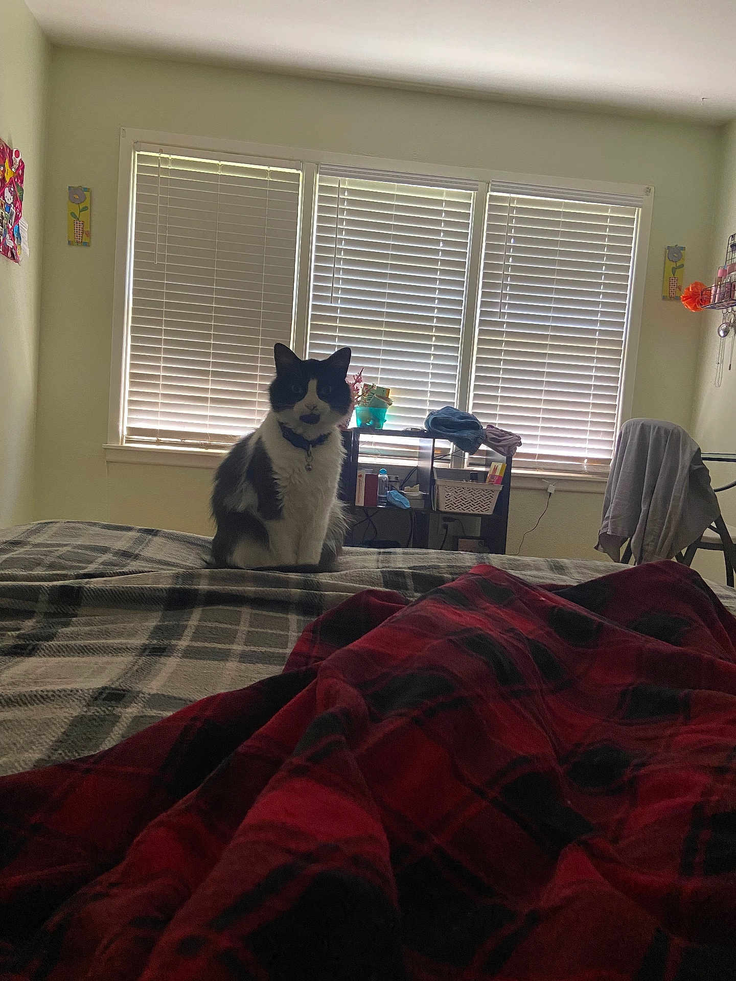 Dice joined the competition — help win amazing prizes! cat, bed, blanket, plaid, window, blinds, indoor, furniture, clothing, sitting, pet, collar, black_and_white, cozy, soft_light, room, shelf, decor, curtains, relaxed