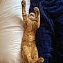 cat, ginger_cat, stretching, bed, pillow, blanket, indoor, feline, cute, pet, sleeping, relaxing, cozy, paw, whiskers, fur, animal, domestic_animal, mammal, resting