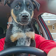 Uhtrid is registered to the contest to win money with this photo: black_fur, brown_fur, car_interior, close_up, cute, daylight, dog, ears, face, fur, glasses, house, nose, person, puppy, red_clothing, seat, steering_wheel, white_fur, window