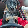 black_fur, brown_fur, car_interior, close_up, cute, daylight, dog, ears, face, fur, glasses, house, nose, person, puppy, red_clothing, seat, steering_wheel, white_fur, window