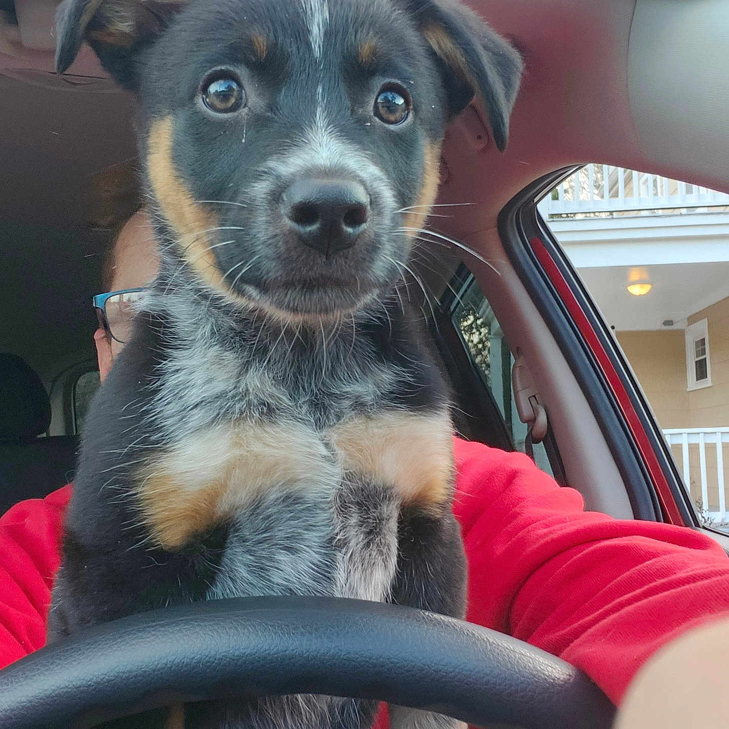 Uhtrid is registered to the contest to win money with this photo: black_fur, brown_fur, car_interior, close_up, cute, daylight, dog, ears, face, fur, glasses, house, nose, person, puppy, red_clothing, seat, steering_wheel, white_fur, window