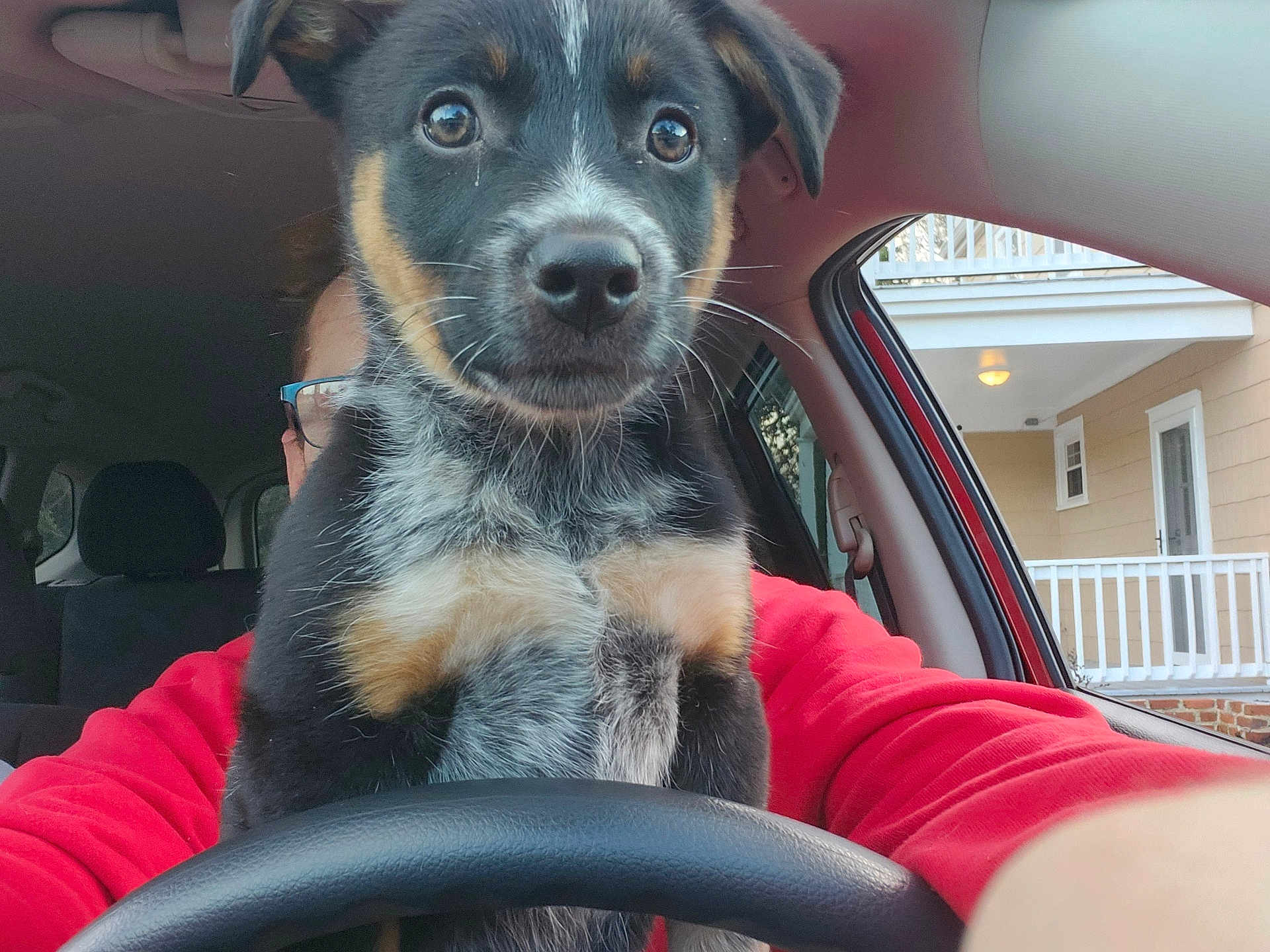 Uhtrid is registered to the contest to win money with this photo: black_fur, brown_fur, car_interior, close_up, cute, daylight, dog, ears, face, fur, glasses, house, nose, person, puppy, red_clothing, seat, steering_wheel, white_fur, window