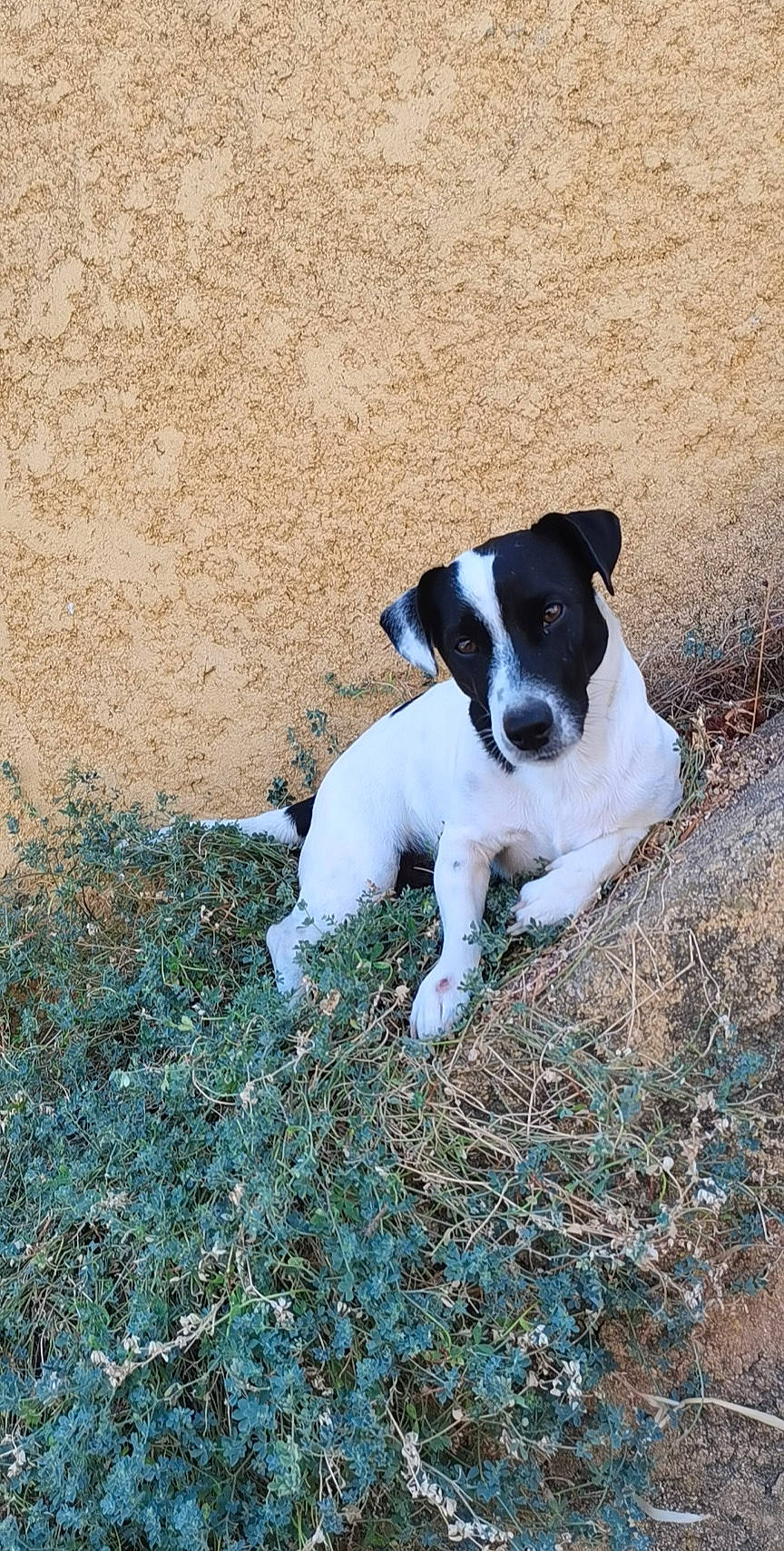 Macchi participe au concours pour gagner de l'argent avec cette photo : canidae, carnivore, chilean_fox_terrier, danish_swedish_farmdog, dog, dog_breed, feist, fox_terrier, japanese_terrier, mammal, miniature_fox_terrier, pointer, rare_breed_dog, ratonero_bodeguero_andaluz, smooth_fox_terrier, sporting_group, teddy_roosevelt_terrier, tenterfield_terrier, treeing_feist, vertebrate