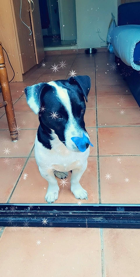 Macchi participe au concours pour gagner de l'argent avec cette photo : american_pit_bull_terrier, canidae, carnivore, companion_dog, danish_swedish_farmdog, dog, dog_breed, fawn, fox_terrier, jack_russell_terrier, mammal, puppy, rare_breed_dog, smooth_fox_terrier, snout, sporting_group, vertebrate