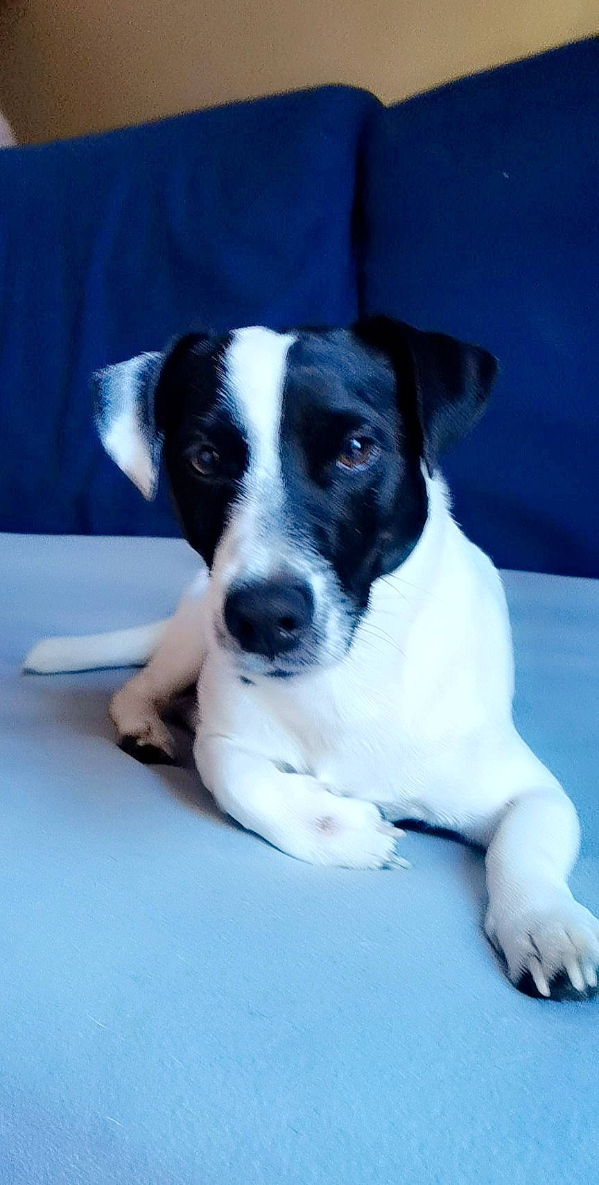 Macchi participe au concours pour gagner de l'argent avec cette photo : canidae, carnivore, chilean_fox_terrier, companion_dog, danish_swedish_farmdog, dog, dog_breed, feist, fox_terrier, jack_russell_terrier, japanese_terrier, mammal, puppy, rare_breed_dog, ratonero_bodeguero_andaluz, russell_terrier, smooth_fox_terrier, snout, sporting_group, vertebrate