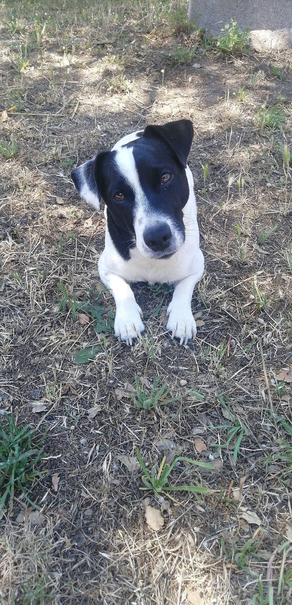 Macchi participe au concours pour gagner de l'argent avec cette photo : canidae, carnivore, danish_swedish_farmdog, dog, dog_breed, feist, mammal, mcnab, rare_breed_dog, ratonero_bodeguero_andaluz, smooth_fox_terrier, teddy_roosevelt_terrier, treeing_feist, vertebrate