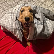 Honey joined the competition — help win amazing prizes! animal, bed, bedroom, blanket, canine, comfort, cozy, cute, dog, fur, fur_texture, happy, indoor, pet, plaid, red_bedding, resting, smiling, snout, wrapped