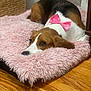 Lady joined the competition — help win amazing prizes! dog, beagle, pink_bow, fluffy_bed, pink_bed, wooden_floor, resting, pet, indoor, cozy, brown_white_black_fur, cute, animal, lying_down, basket, soft_texture, domestic, calm, relaxed, portrait