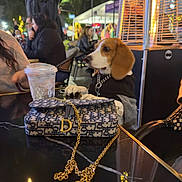 Lady is registered to the contest to win money with this photo: dog, beagle, outdoor, night, table, handbag, chain, drink, people, lights, sweater, paws, cafe, blurred_background, fashion, accessory, street, warm_lighting, social, seating