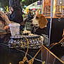 dog, beagle, outdoor, night, table, handbag, chain, drink, people, lights, sweater, paws, cafe, blurred_background, fashion, accessory, street, warm_lighting, social, seating