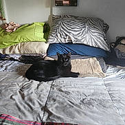 Erabas is registered to the contest to win money with this photo: black_cat, bed, pillow, blanket, plush_toy, indoor, wall, decor, marvel_merchandise, fabric, sleeping_cat, cozy, soft_light, resting, feline, animal, comfort, home, quiet, relaxation