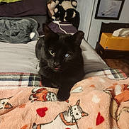 Erabas joined the competition — help win amazing prizes! black_cat, bed, blanket, cat_illustration, plush_toys, cozy, indoor, furniture, home_decor, pet, animal, sleeping_area, fabric, heart_shapes, soft_toy, resting, feline, cute, domestic_animal, comfort