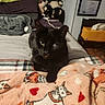 black_cat, bed, blanket, cat_illustration, plush_toys, cozy, indoor, furniture, home_decor, pet, animal, sleeping_area, fabric, heart_shapes, soft_toy, resting, feline, cute, domestic_animal, comfort