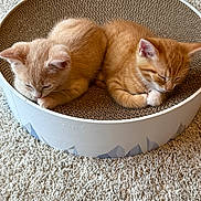 Ollie And Ruby joined the competition — help win amazing prizes! abyssinian, animal, art, basket, bowl, cat, den, hardwood, homedecor, indoors, kitten, manx, mixingbowl, person, pet, porcelain, pottery, siamese, sleeping, wood