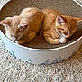 abyssinian, animal, art, basket, bowl, cat, den, hardwood, homedecor, indoors, kitten, manx, mixingbowl, person, pet, porcelain, pottery, siamese, sleeping, wood