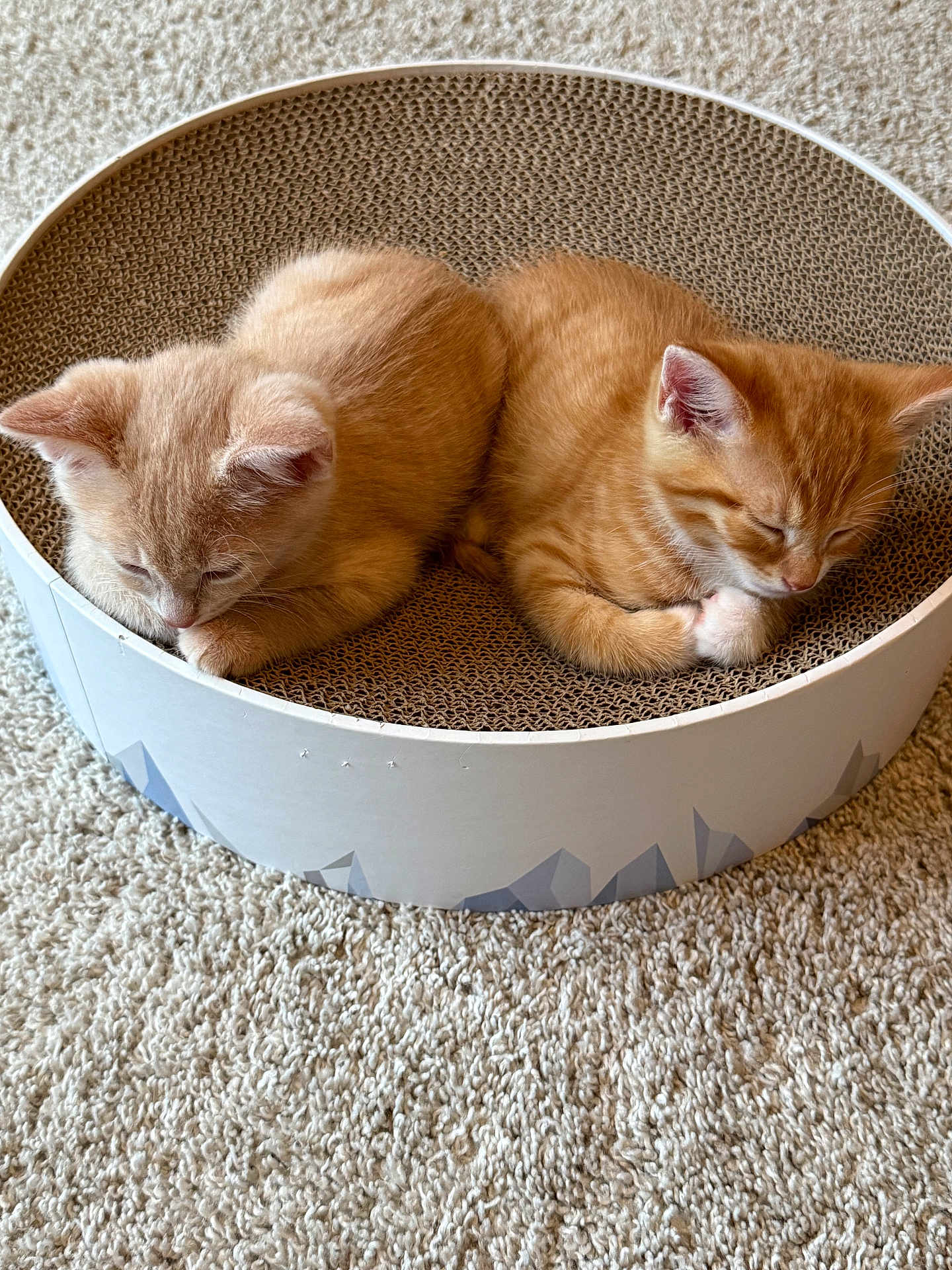 Ollie And Ruby