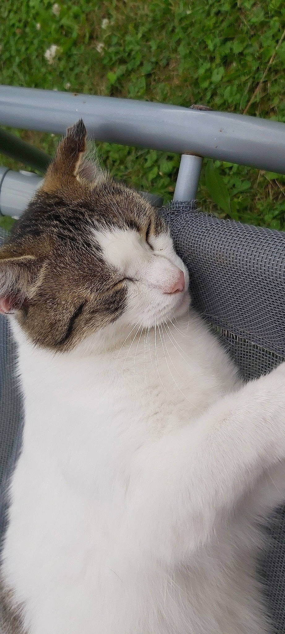 Flocon participe au concours pour gagner de l'argent avec cette photo : carnivore, cat, claw, domestic_short_haired_cat, felidae, fur, grass, paw, plant, small_to_medium_sized_cats, snout, tail, terrestrial_animal, tree, whiskers