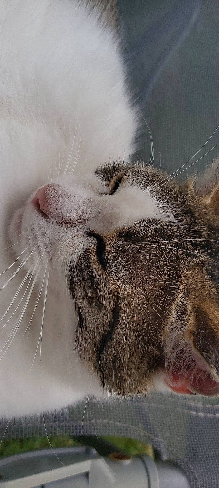 Flocon a rejoint le concours — aidez-le/la à gagner de superbes lots ! carnivore, cat, close_up, comfort, domestic_short_haired_cat, ear, felidae, fur, monochrome, nap, paw, sleep, small_to_medium_sized_cats, snout, whiskers