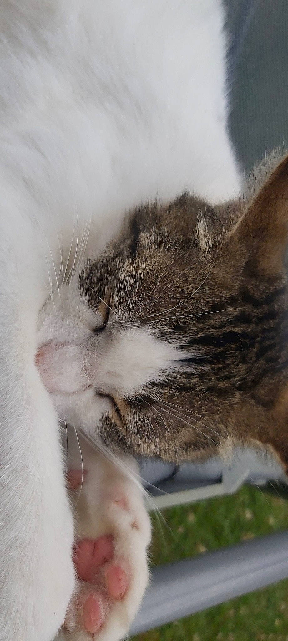 Flocon participe au concours pour gagner de l'argent avec cette photo : carnivore, cat, claw, domestic_short_haired_cat, felidae, fur, grass, grey, nap, paw, sleep, small_to_medium_sized_cats, snout, tail, terrestrial_animal, whiskers, wildlife