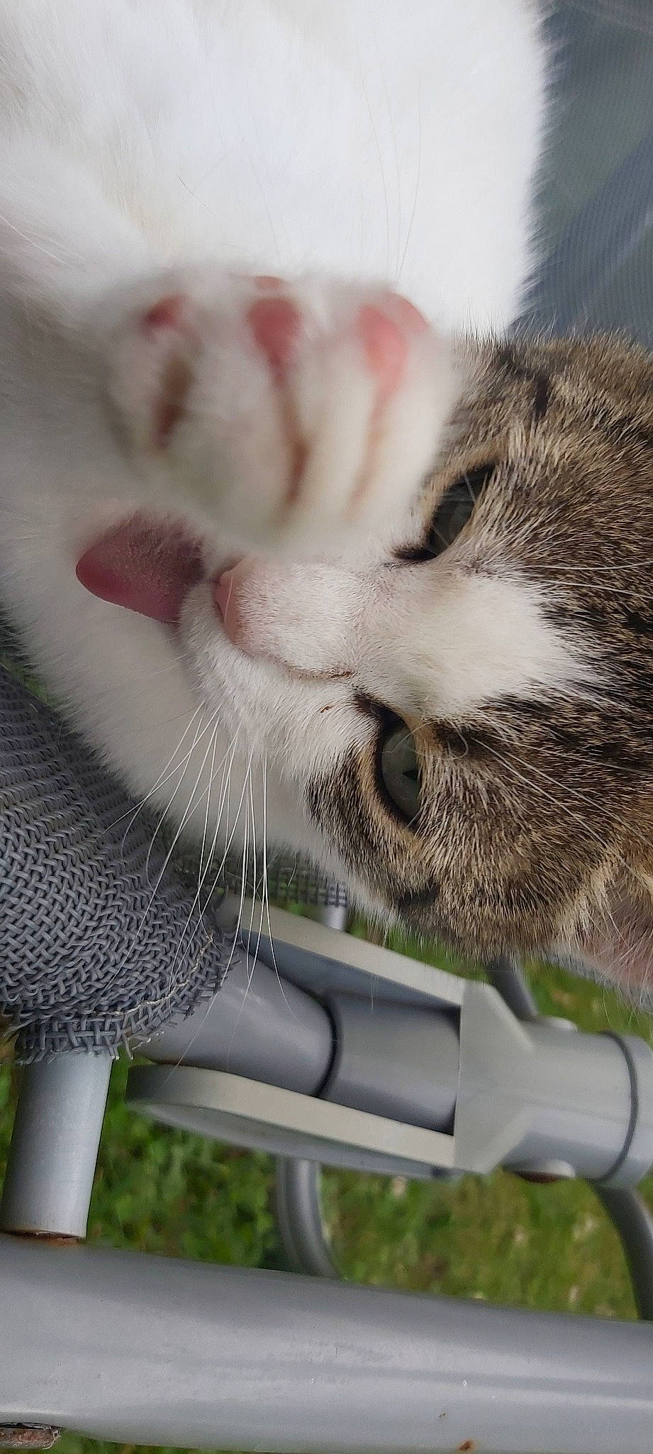 Flocon participe au concours pour gagner de l'argent avec cette photo : bicycle_tire, carnivore, cat, close_up, comfort, fawn, felidae, fender, fur, grass, grey, mammal, paw, plant, road_bicycle, small_to_medium_sized_cats, snout, tail, vertebrate, whiskers