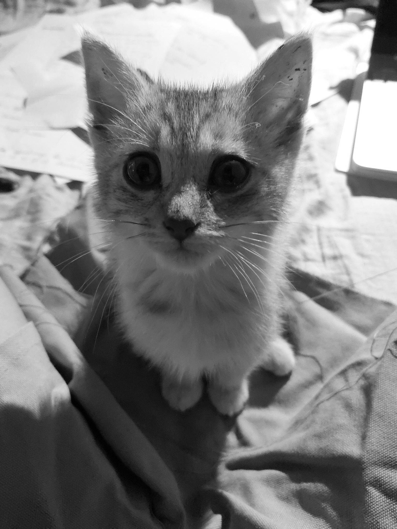 Pilou a rejoint le concours — aidez-le/la à gagner de superbes lots ! black_and_white, carnivore, cat, claw, comfort, domestic_short_haired_cat, ear, eye, felidae, fur, head, monochrome, monochrome_photography, paw, small_to_medium_sized_cats, snout, style, whiskers