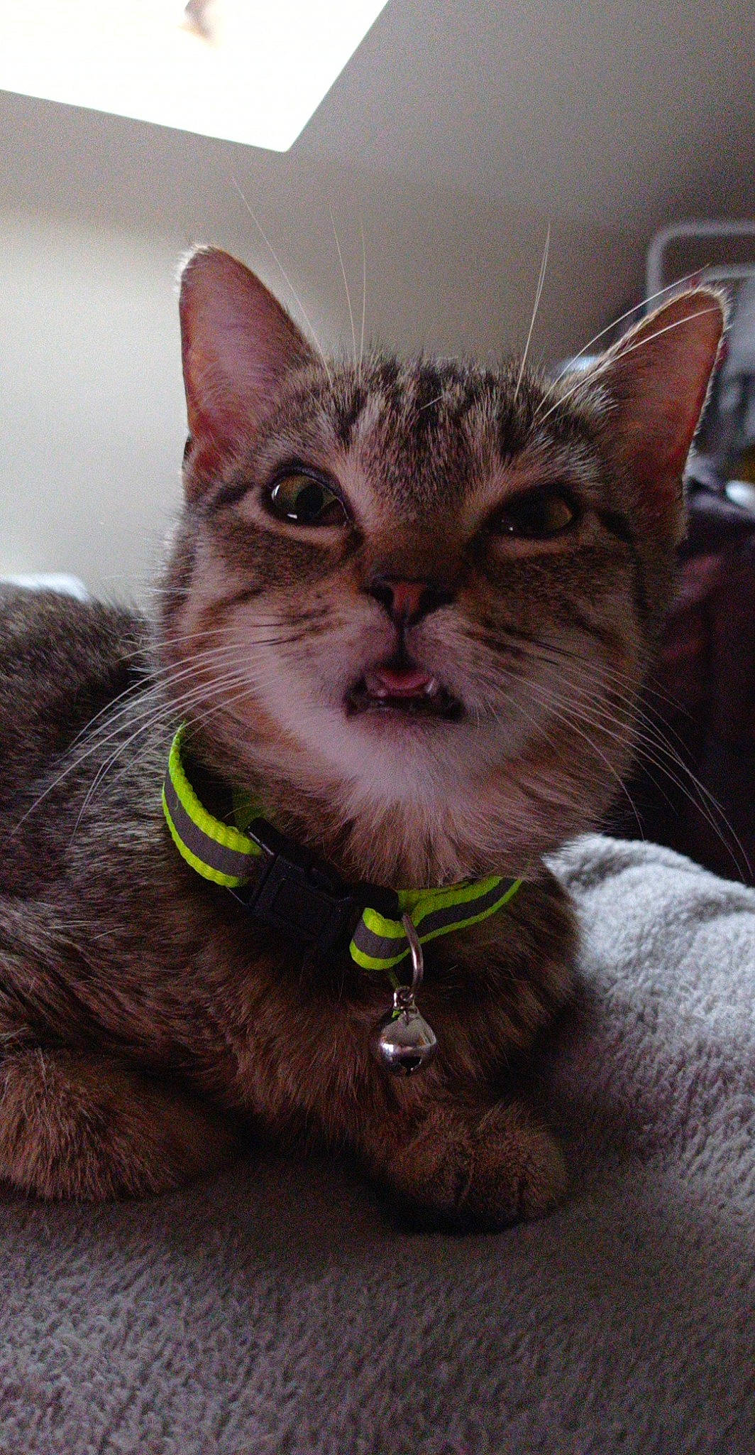 Lolly a rejoint le concours — aidez-le/la à gagner de superbes lots ! carnivore, cat, close_up, collar, dog_collar, domestic_short_haired_cat, ear, eye, eyewear, fashion_accessory, fawn, felidae, fur, leash, paw, pet_supply, small_to_medium_sized_cats, snout, whiskers