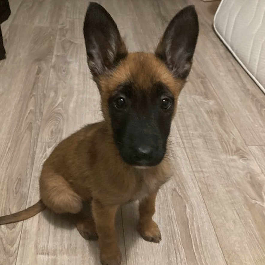 Vana a rejoint le concours — aidez-le/la à gagner de superbes lots ! animal, black_muzzle, brown_fur, canine, curious, cute, dog, domestic, ears, floor, flooring, home, indoor, looking, mattress, pet, puppy, sitting, wood_floor, young_dog