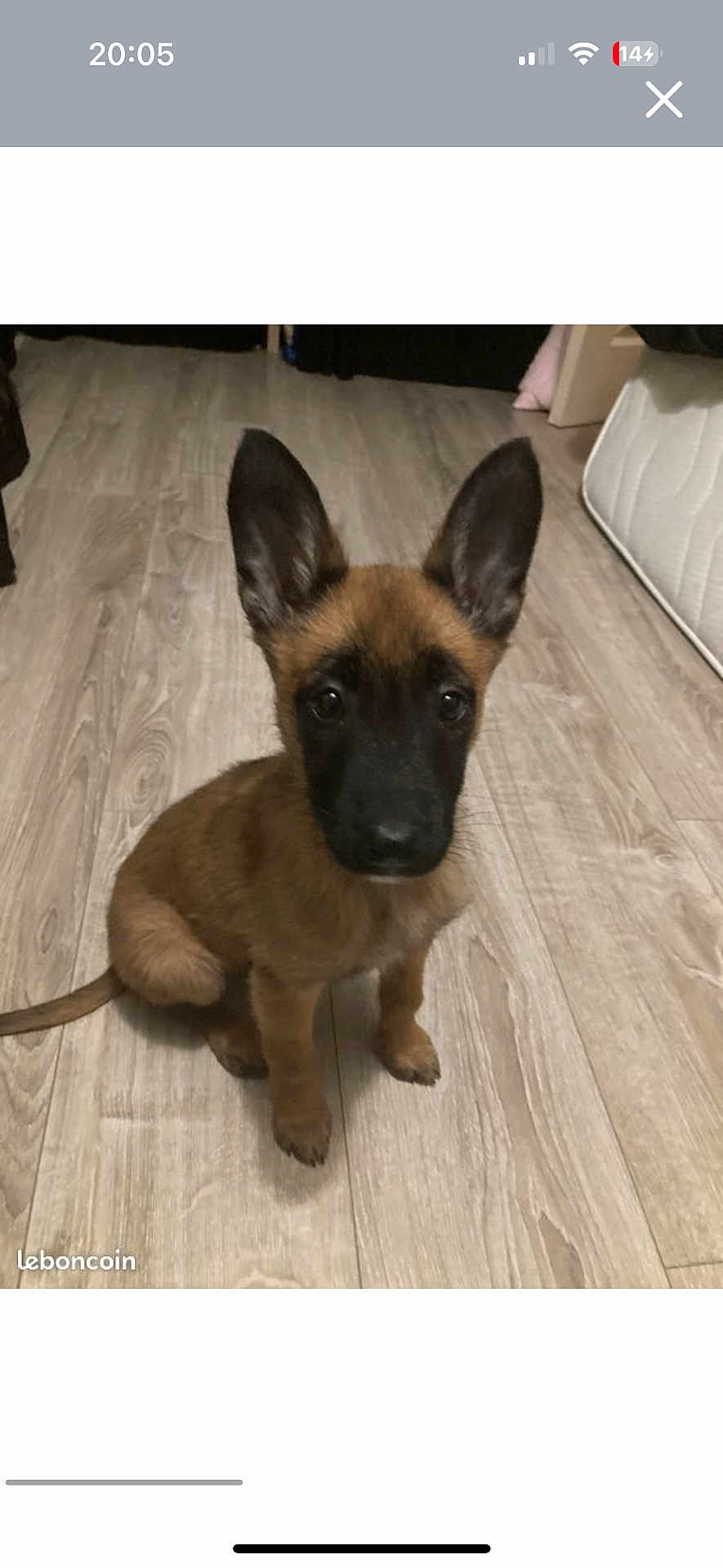 Vana a rejoint le concours — aidez-le/la à gagner de superbes lots ! puppy, dog, indoor, flooring, wood_floor, ears, pet, young_dog, brown_fur, black_muzzle, sitting, looking, curious, home, mattress, animal, canine, floor, domestic, cute