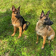 Vana participe au concours pour gagner de l'argent avec cette photo : dog, german_shepherd, grass, outdoor, animal, pet, canine, nature, sunlight, greenery, sitting, two_animals, ears_up, alert, mammal, field, daylight, fur, watching, companion