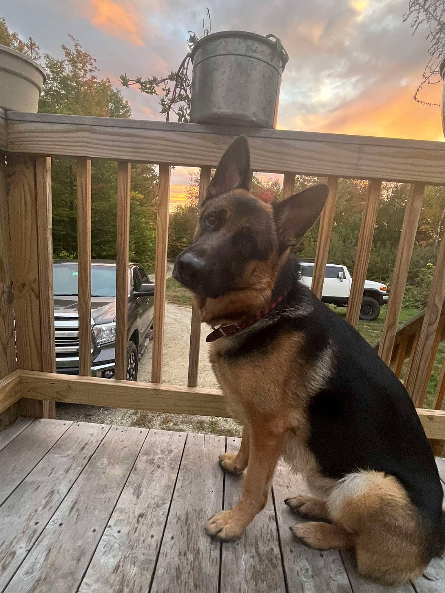 Lemmy joined the competition — help win amazing prizes! carnivore, cloud, collar, companion_dog, dog, dog_breed, fawn, fence, german_shepherd_dog, hardwood, house, plank, plant, sky, snout, sporting_group, tree, wood, wood_stain, working_animal