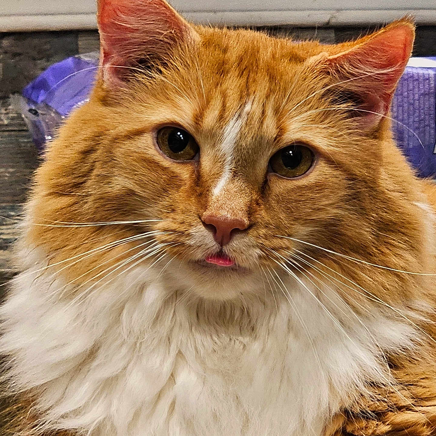 Aliki is registered to the contest to win money with this photo: abyssinian, angora, animal, bodypart, cat, hardwood, kitten, manx, mouth, person, pet, plywood, siamese, tongue, wood