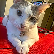 Allie joined the competition — help win amazing prizes! cat, pet, indoor, animal, feline, closeup, white_and_gray, collar, bell, paws, red_surface, curious, looking_at_camera, domestic, resting, fur, whiskers, ears, eyes, household