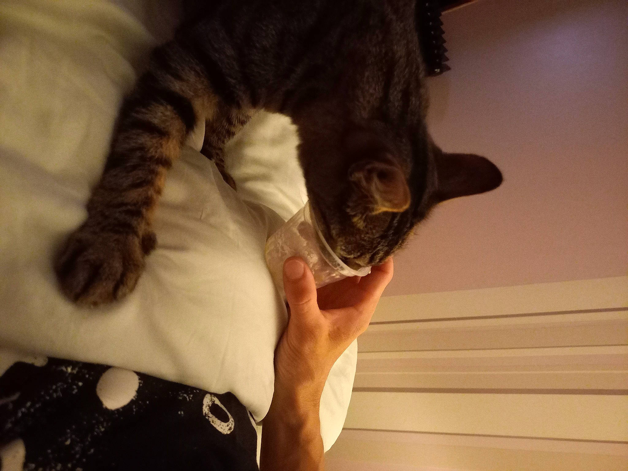 Sookie participe au concours pour gagner de l'argent avec cette photo : canidae, carnivore, cat, claw, comfort, dog_breed, domestic_short_haired_cat, ear, fawn, felidae, fur, gesture, paw, small_to_medium_sized_cats, snout, sporting_group, tail, tree, whiskers, wood