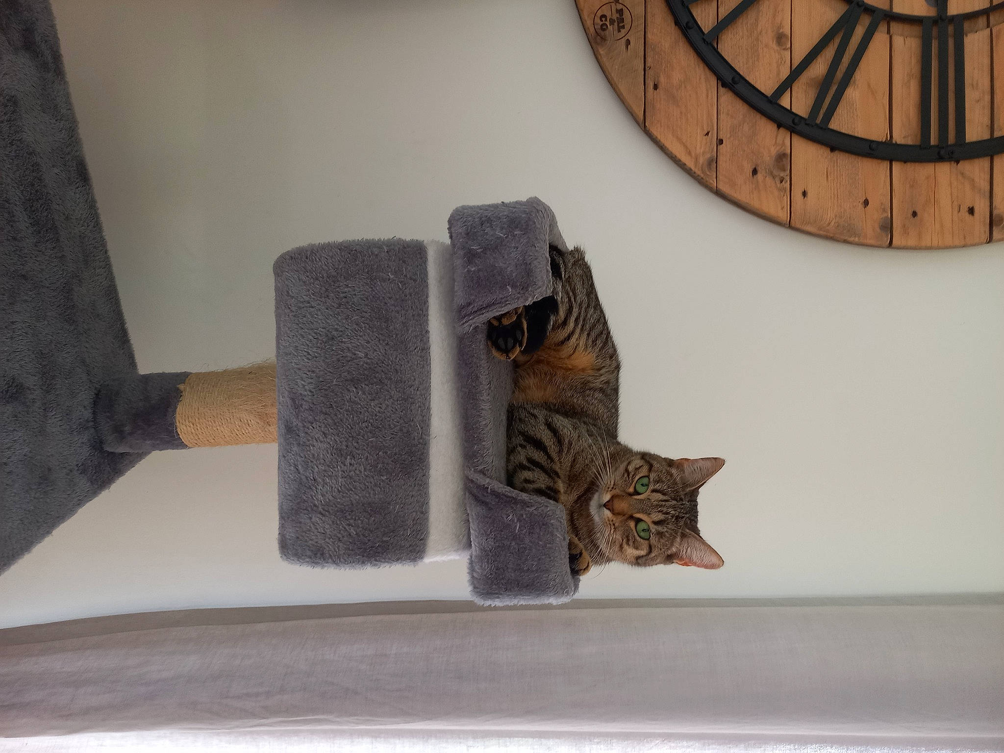 Praline a rejoint le concours — aidez-le/la à gagner de superbes lots ! art, artifact, building, circle, clock, felidae, flooring, grey, hardwood, home_accessories, metal, owl, room, shelf, sleeve, small_to_medium_sized_cats, tail, visual_arts, wood, wool