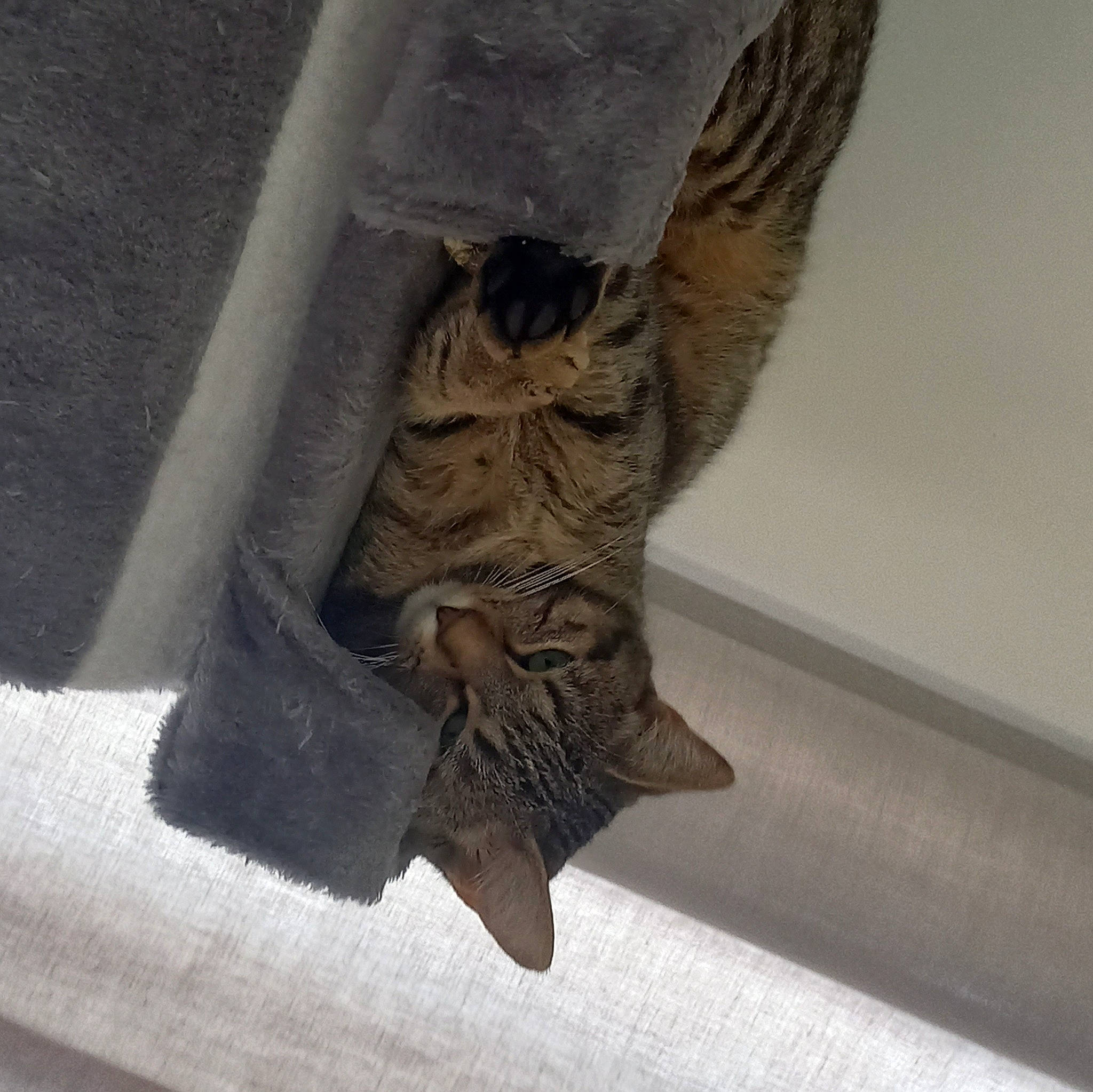 Praline a rejoint le concours — aidez-le/la à gagner de superbes lots ! art, artifact, bat, bronze_sculpture, carving, claw, foot, gesture, human_leg, insect, metal, moth, relief, religious_item, sculpture, statue, tail, visual_arts, wing, wood