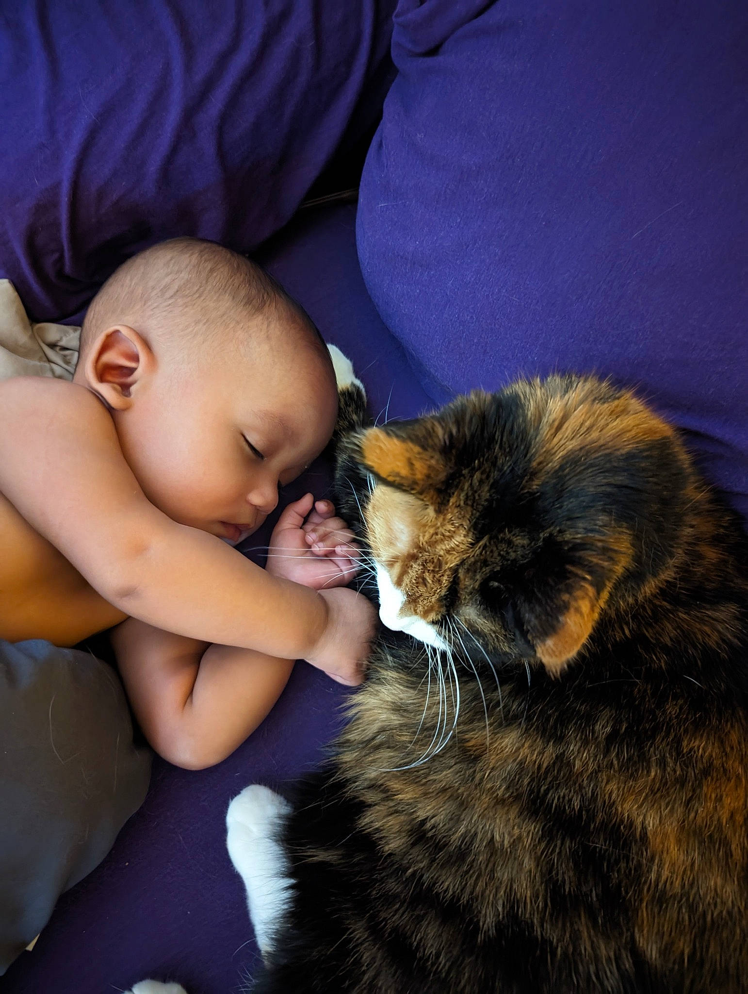 Ta'Mir is registered to the contest to win money with this photo: carnivore, cat, chest, claw, comfort, darkness, domestic_short_haired_cat, eye, felidae, fur, gesture, happy, hug, jewellery, paw, person, sitting, small_to_medium_sized_cats, textile, toddler