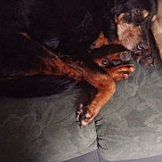 Roxy participe au concours pour gagner de l'argent avec cette photo : dog, sleeping, curled_up, black_and_tan, small_dog, couch, sofa, paws, fur, pet, indoors, resting, relaxed, portrait, phone_screenshot, social_media, french_text, fabric, home, cute
