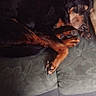 dog, sleeping, curled_up, black_and_tan, small_dog, couch, sofa, paws, fur, pet, indoors, resting, relaxed, portrait, phone_screenshot, social_media, french_text, fabric, home, cute