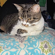 Missy joined the competition — help win amazing prizes! cat, tabby, pet, animal, indoor, blanket, pattern, fur, whiskers, ears, resting, lying_down, cozy, domestic, feline, cute, soft, eyes, closeup, relaxed